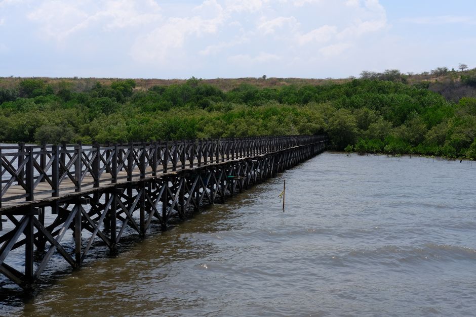 A long wooden bridge stretches over a serene mangrove swamp, under a partly cloudy sky.