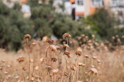 Free Dried wildflowers with an urban backdrop in İzmir, offering a rustic yet modern contrast. Stock Photo