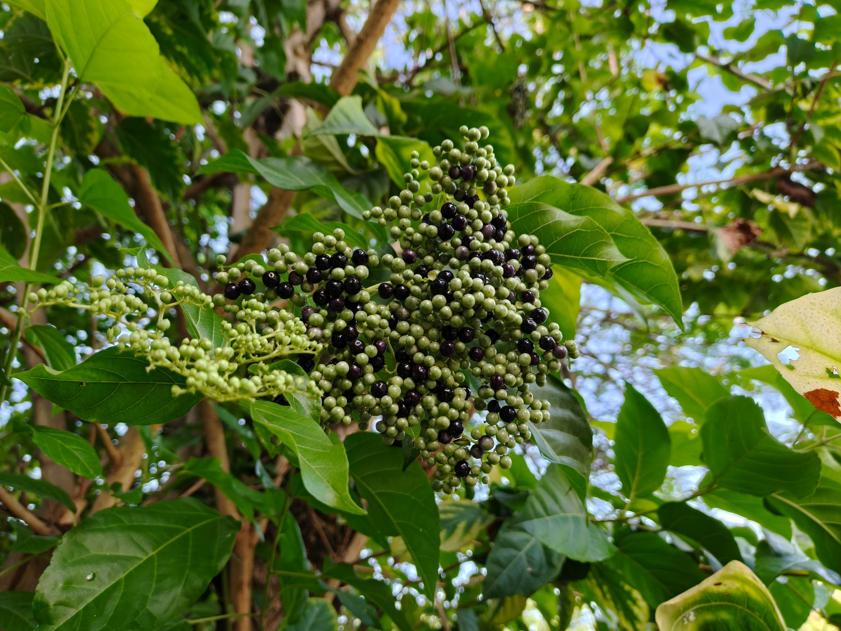 Chaste Tree Berry Plant Profile