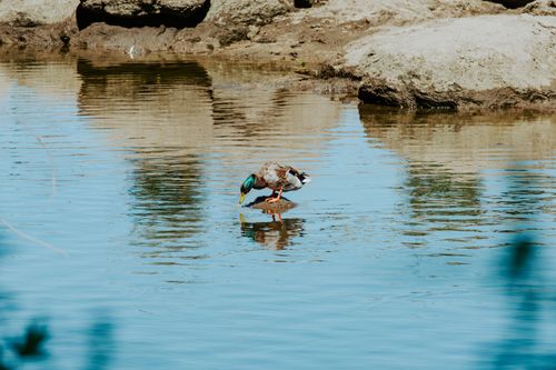 Free A vibrant male mallard duck stands on a rock in a serene river scene, reflecting natural beauty. Stock Photo