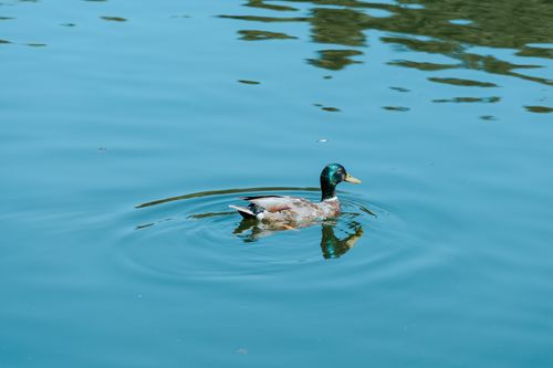 Free A lone male mallard duck swimming peacefully in calm blue water, reflecting natural beauty. Stock Photo