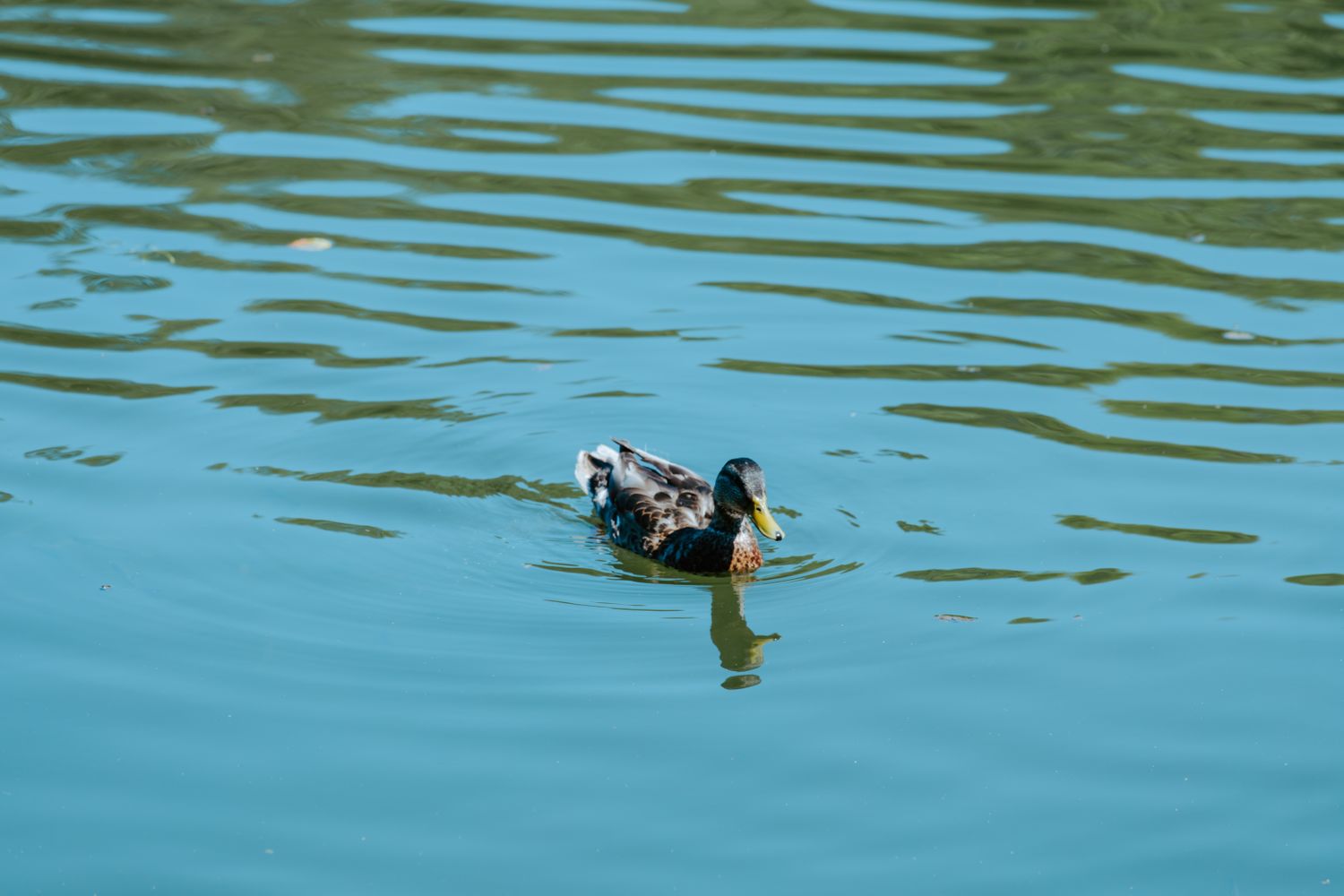 10,000+ Best Duck Photos · 100% Free Download · Pexels Stock Photos