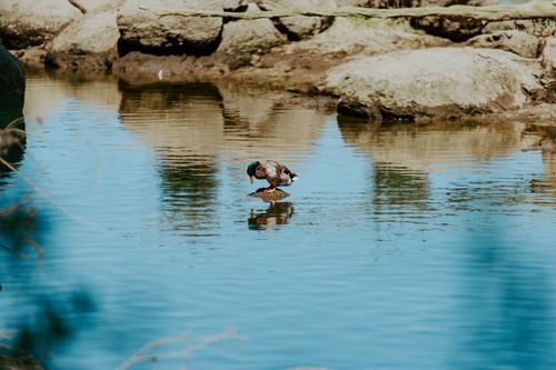 Free A solitary mallard duck perched on a rock in the river, reflecting in calm water. Stock Photo