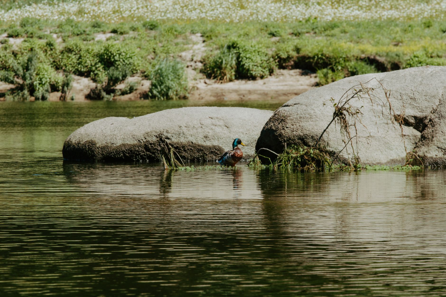 A mallard duck stands on a river rock surrounded by calm water and lush greenery.