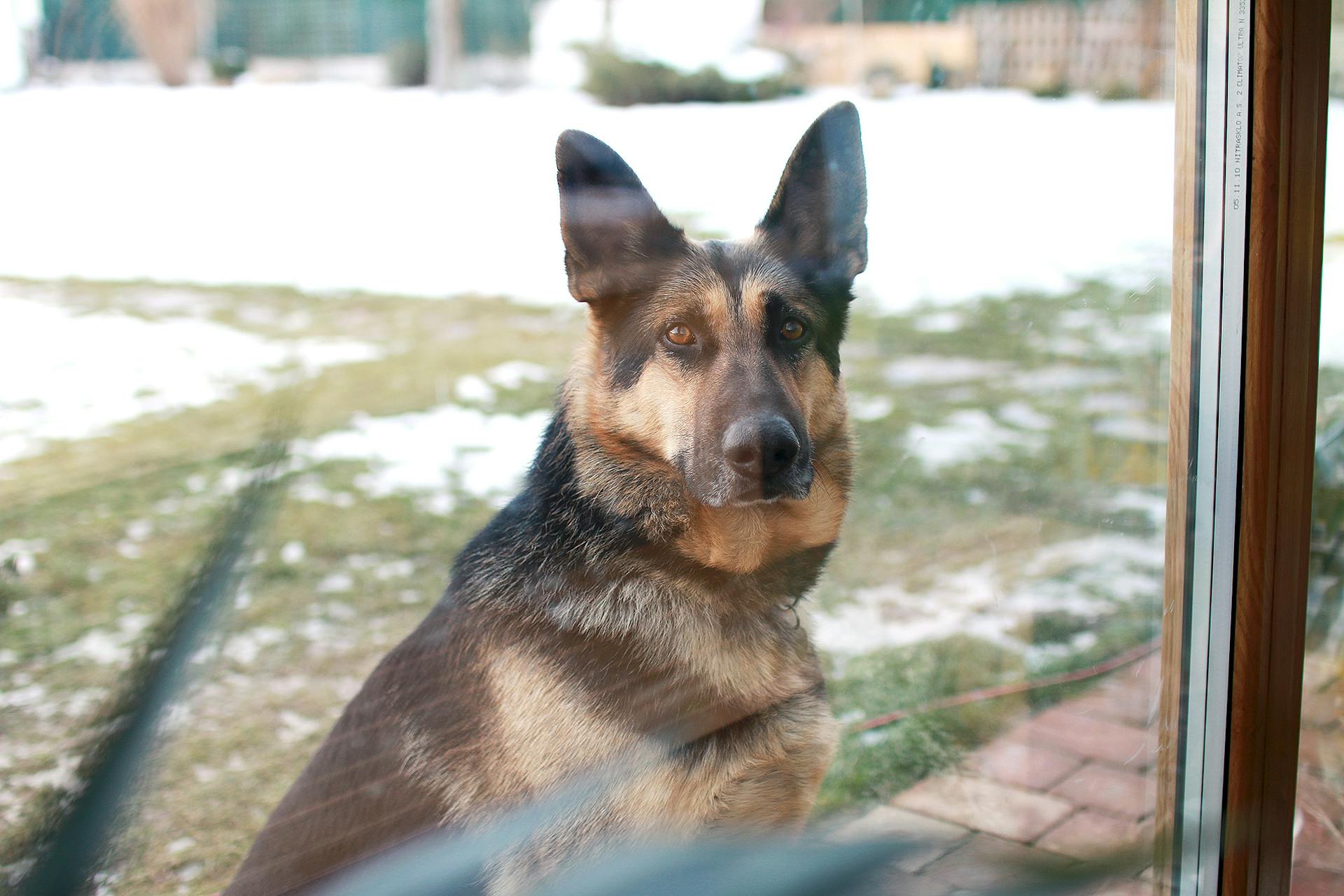 Brun och svart schäferhund