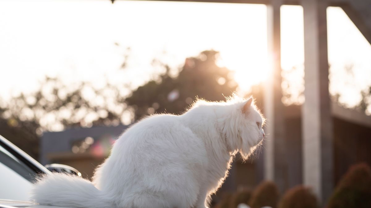 Les meilleures pratiques pour voyager avec un chat en 2026 : astuces et conseils