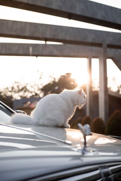 Free A fluffy white cat perches on a luxury car's hood, glowing in the warm sunset. Stock Photo
