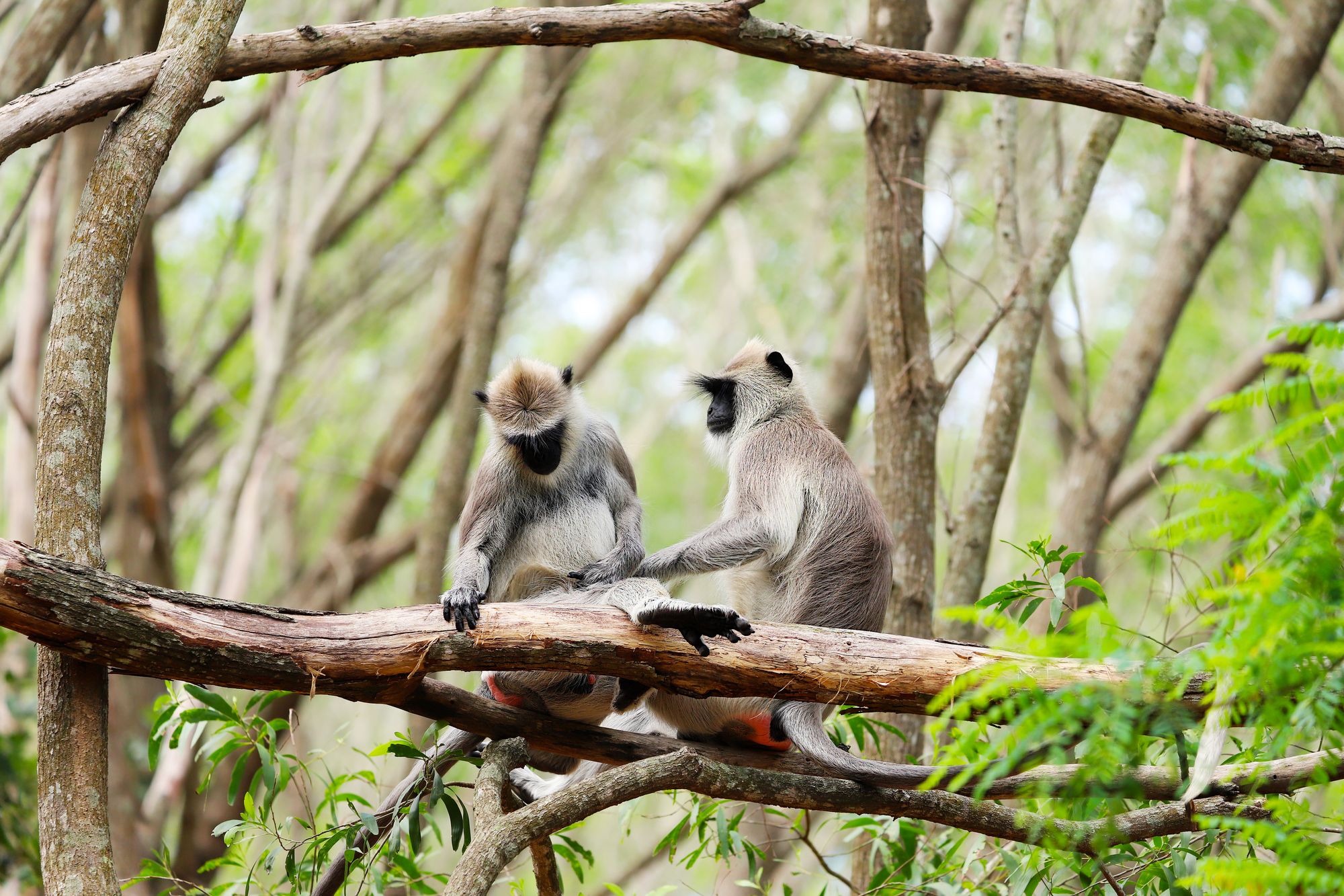 Two gray langur monkeys sit on a tree branch in a lush forest setting, showcasing natural wildlife behavior.