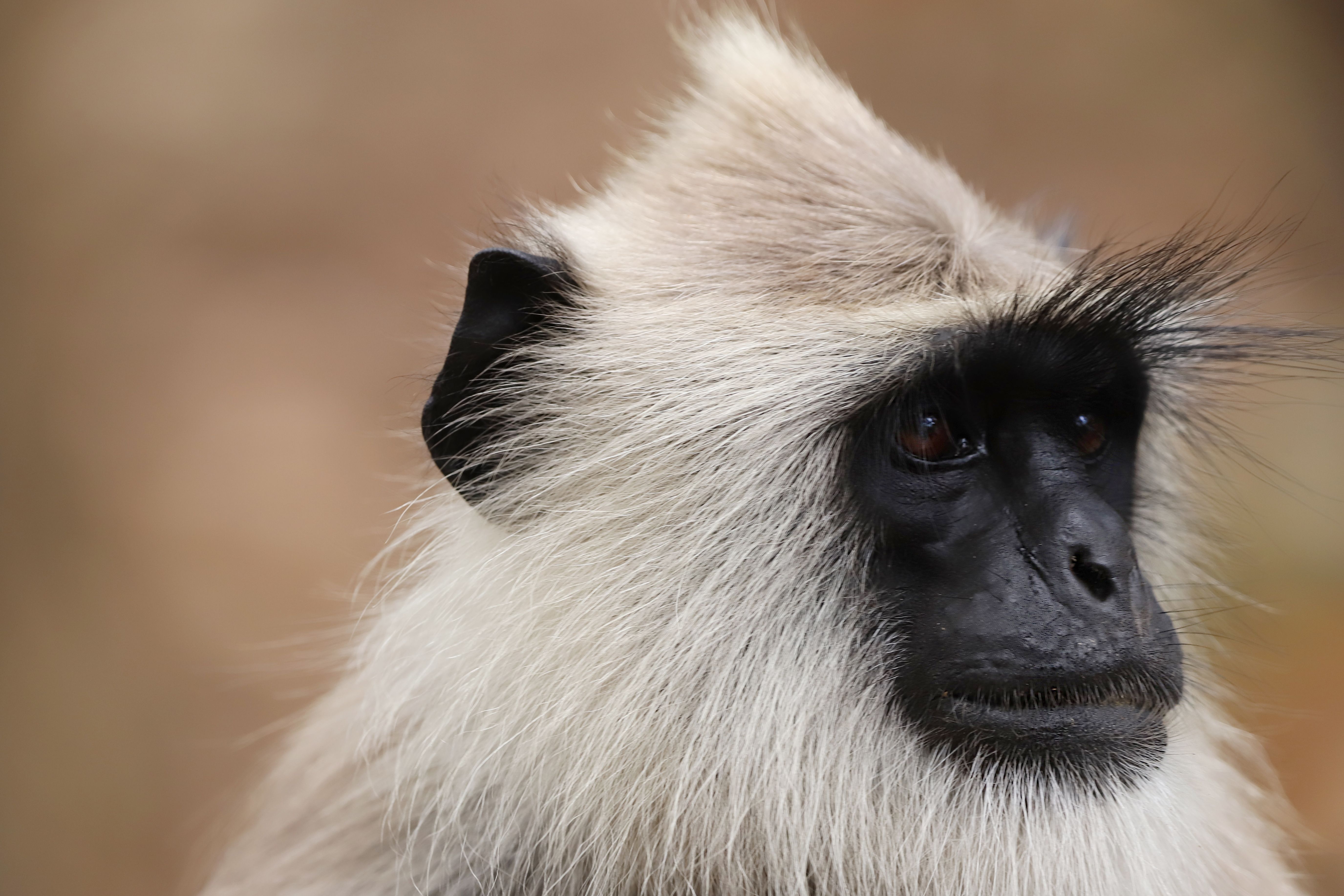 Macacos e humanos têm algo importante em comum, revela estudo