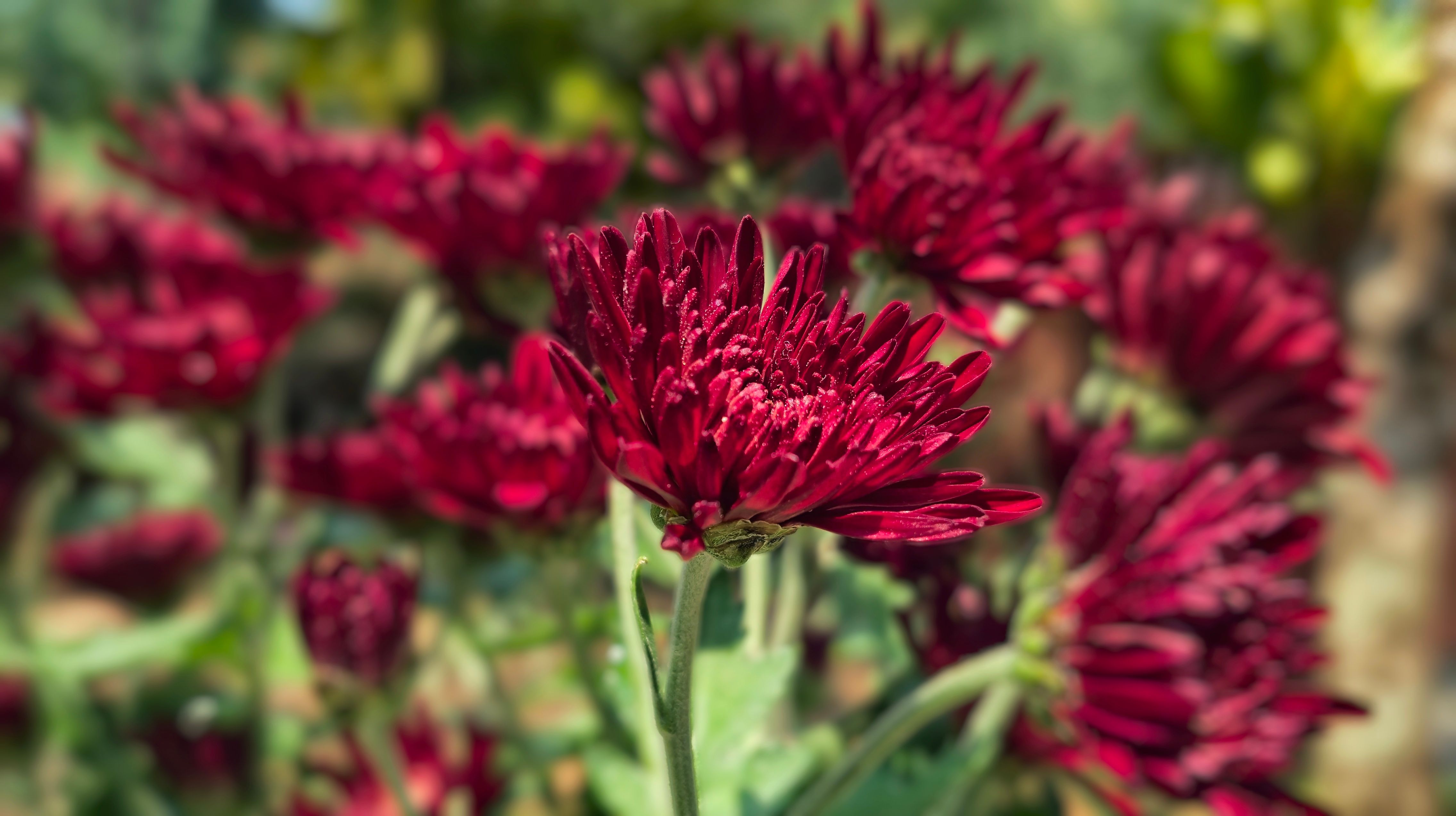 [ColoSach]-close-up-of-vibrant-red-chrysanthemum-flowers-blooming-under-the-bright-sun.