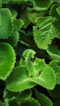 Close-up of healthy green succulent leaves with a velvety texture and natural light.