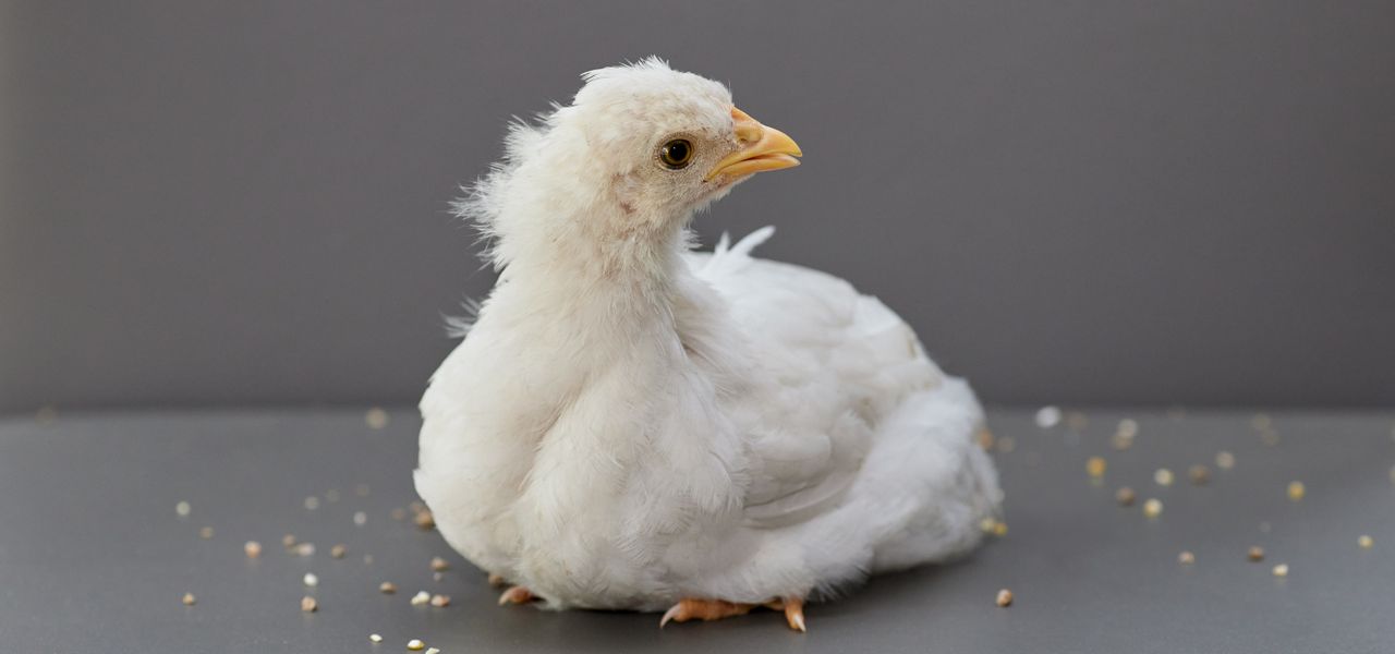 A single white day-old chick