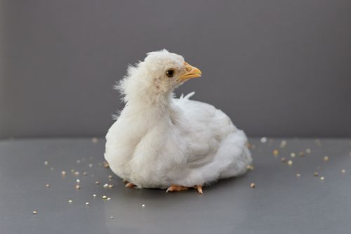 Free A cute white chick sitting calmly on a grey background in a studio shot. Perfect for farm or animal themes. Stock Photo