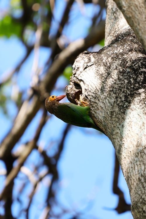 Free A brown-headed barbet perched on a tree trunk in a natural setting during the day. Stock Photo