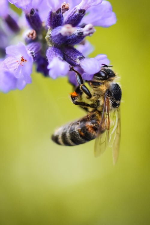 Free Detailed macro shot of a honeybee gathering nectar from a lavender flower. Stock Photo