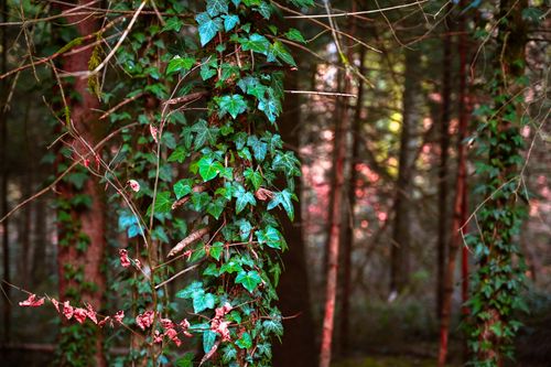 Free Close-up of vivid green ivy climbing a tree trunk in a serene autumn forest setting. Stock Photo