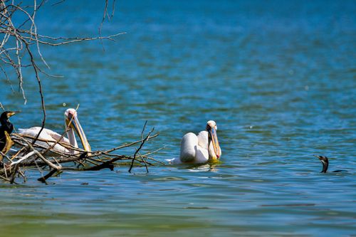 Free Pelicans and a cormorant enjoy a peaceful day on the lake, surrounded by blue water and branches. Stock Photo