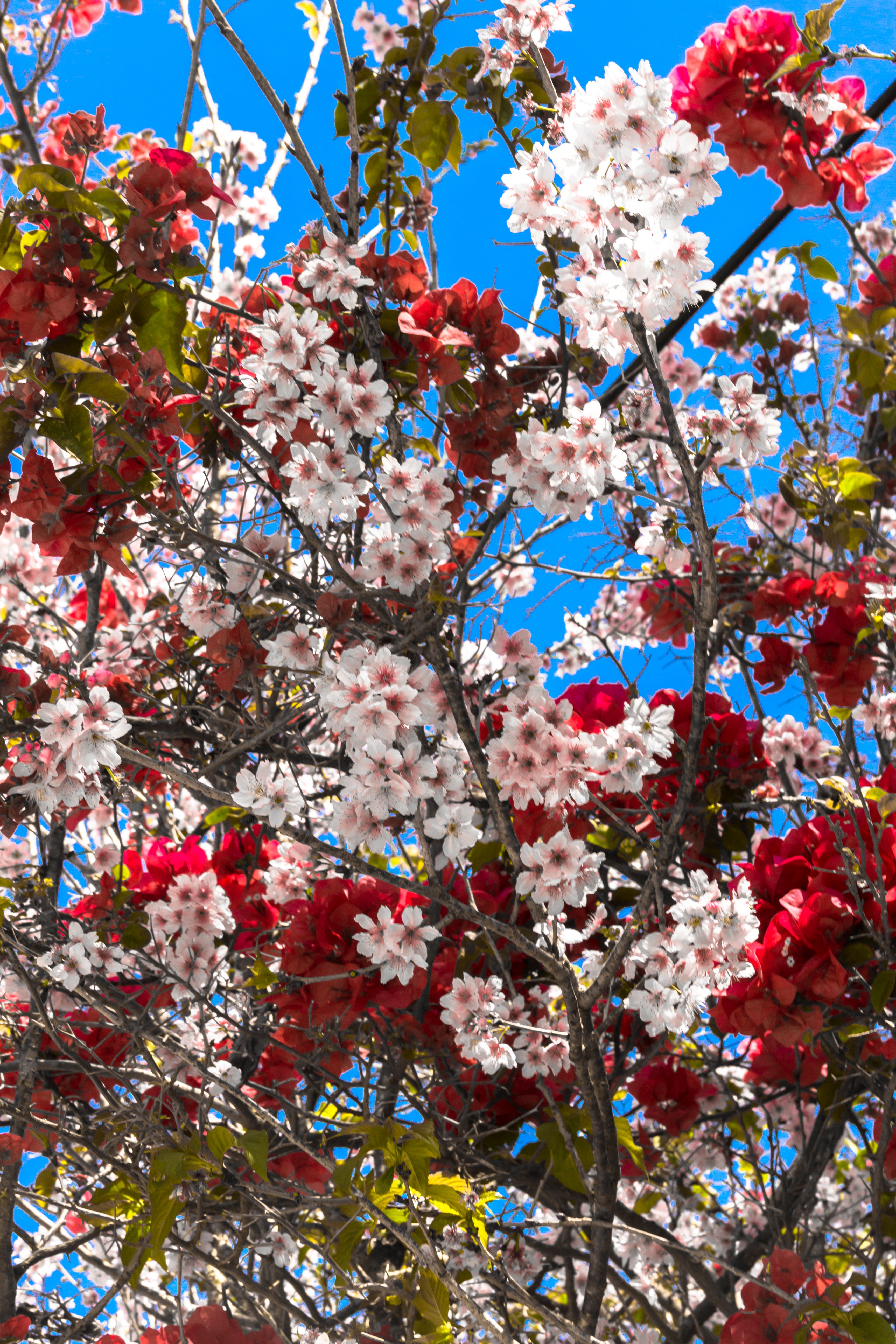 [ColoSach]-a-close-up-view-of-cherry-blossoms-in-full-bloom-with-clear-blue-sky,-showcasing-vibrant-red-and-white-petals.
