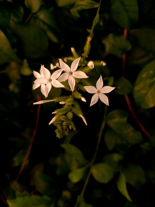 Free Close-up of white Plumbago flowers against a backdrop of deep green leaves in Bojonegoro, Indonesia. Stock Photo