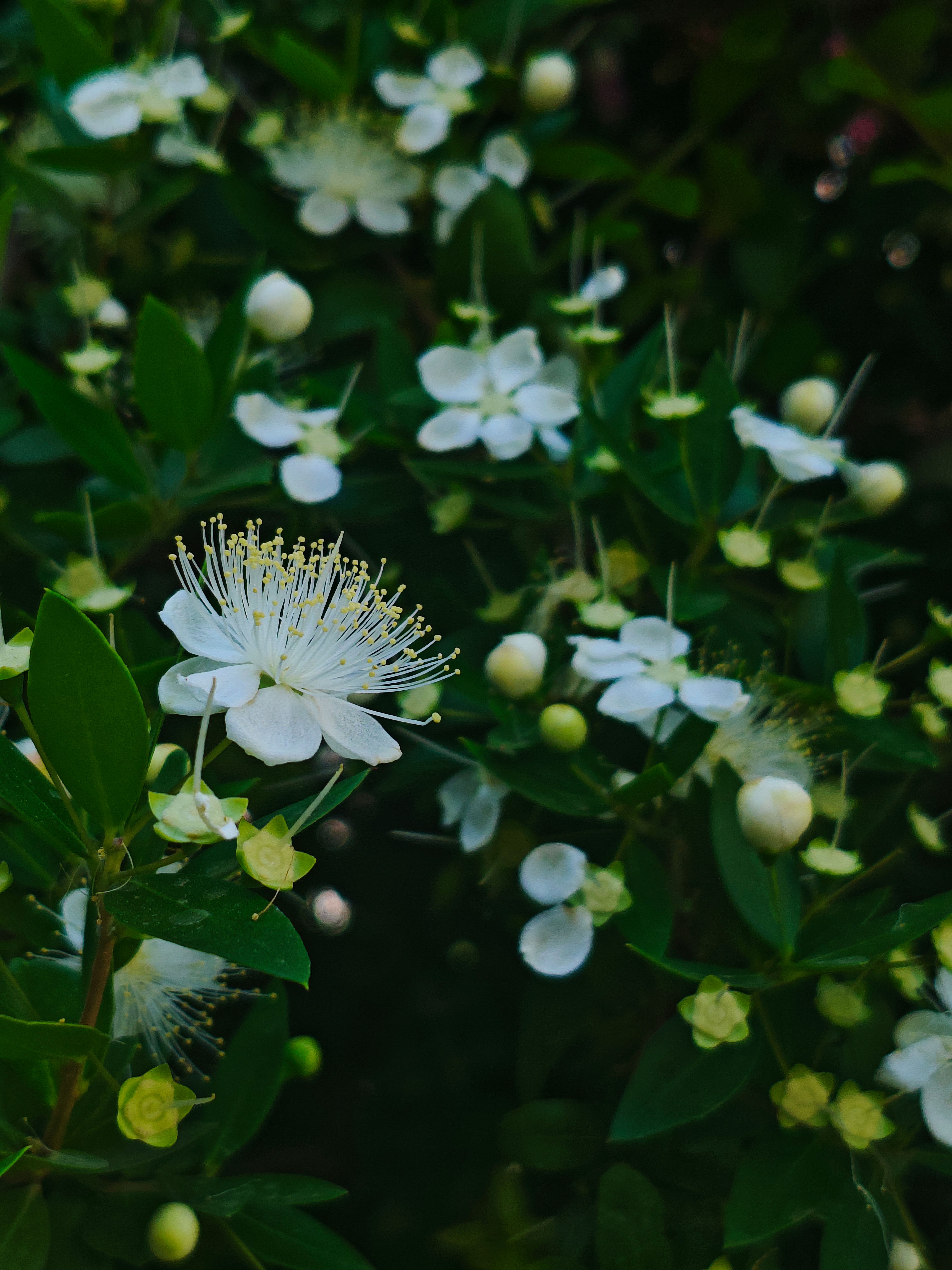 [ColoSach]-beautiful-white-myrtle-flowers-in-full-bloom,-captured-in-the-lush-greenery-of-reyhanlı,-hatay,-türkiye.