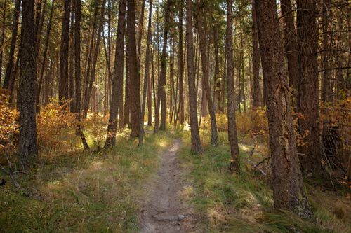 Free Serene path through a lush forest in Saint Regis, Montana, during fall. Stock Photo