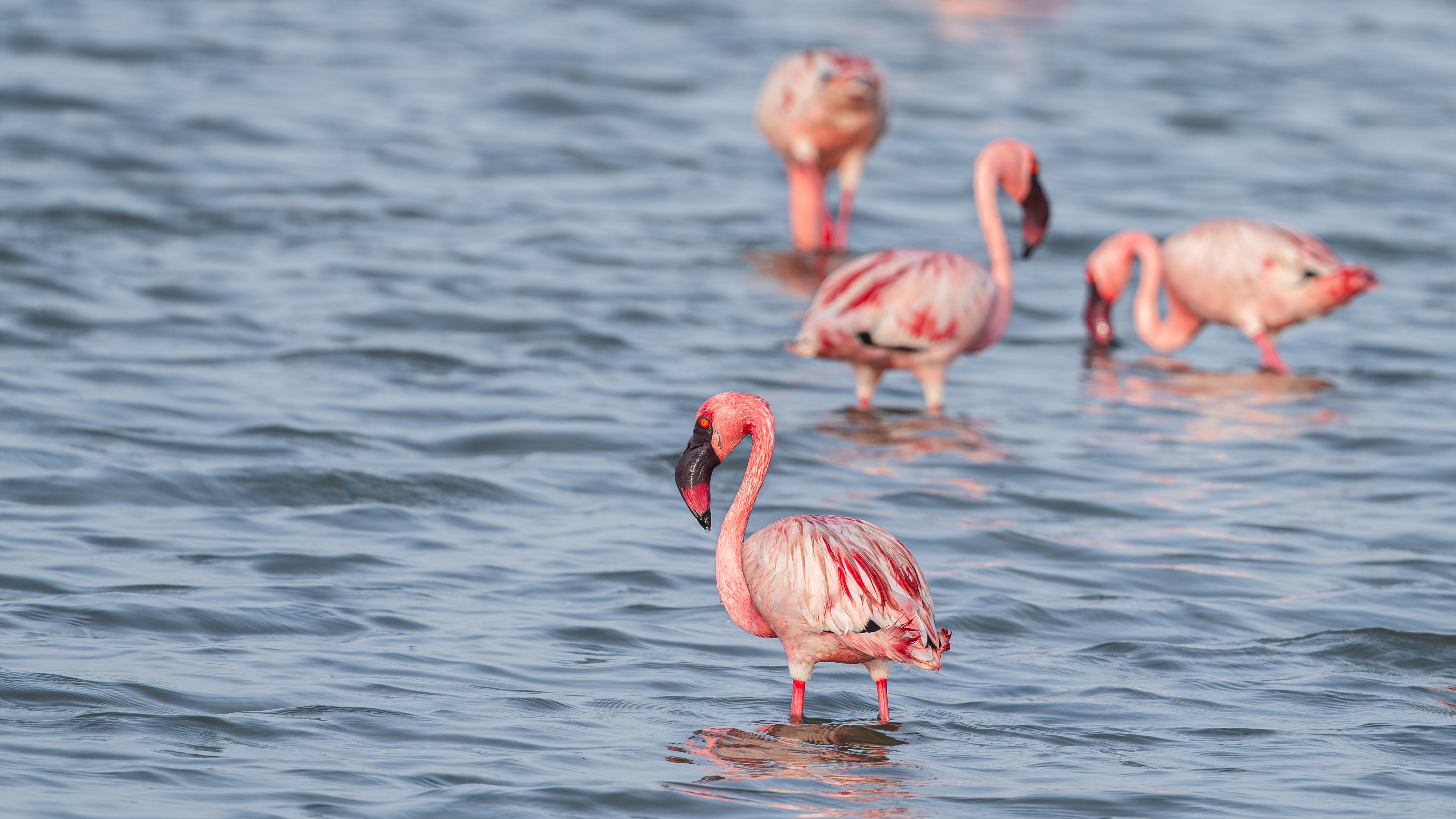 Lac Natron - Flamants roses et paysages lunaires