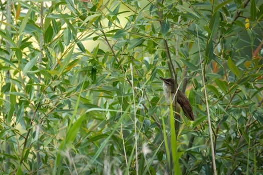 japanese bush warbler bird