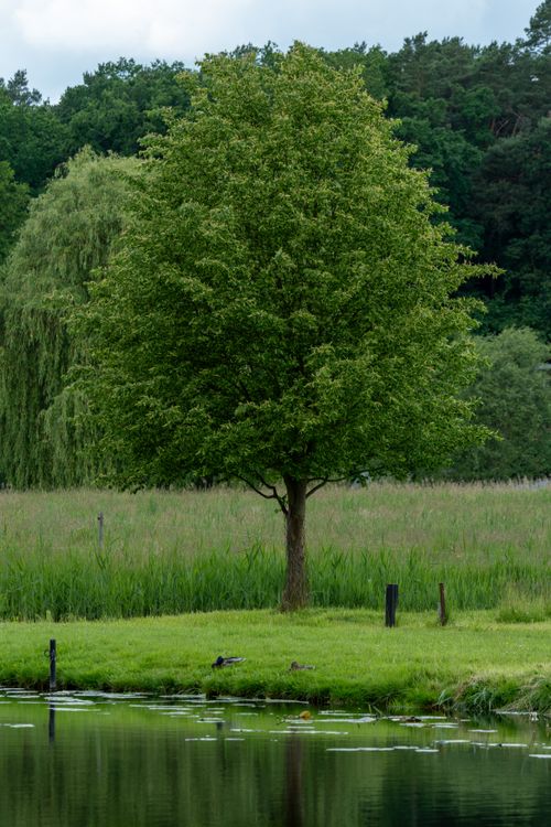 Free Tranquil scene of a lush green tree by a pond reflecting the peaceful surroundings in summer. Stock Photo