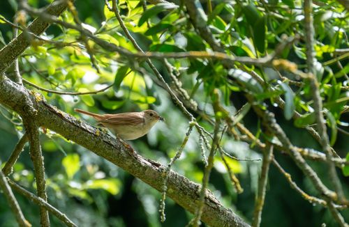 Free Captivating image of a nightingale perched on a branch in a vibrant spring forest setting. Stock Photo