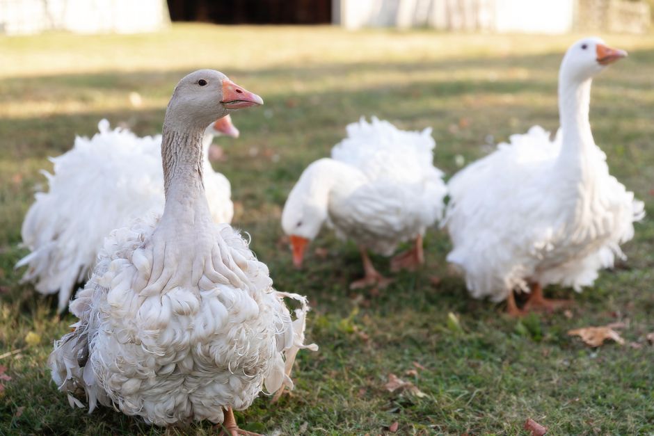 6-foot Yard Goose garden decoration on Amazon