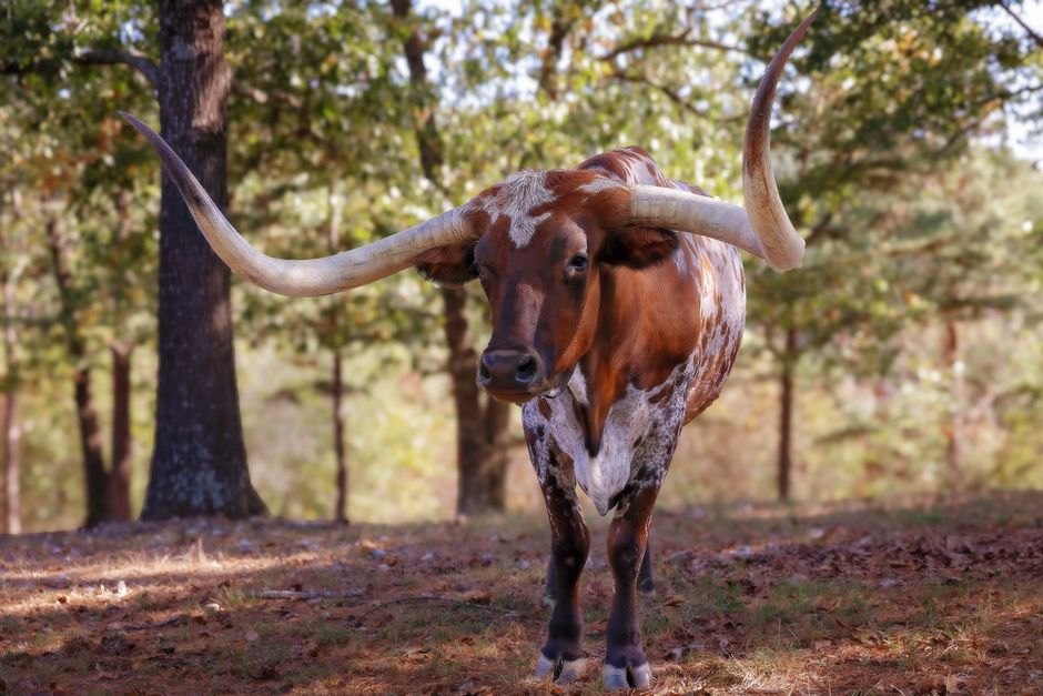 A stunning longhorn cattle standing in a serene autumn forest setting.