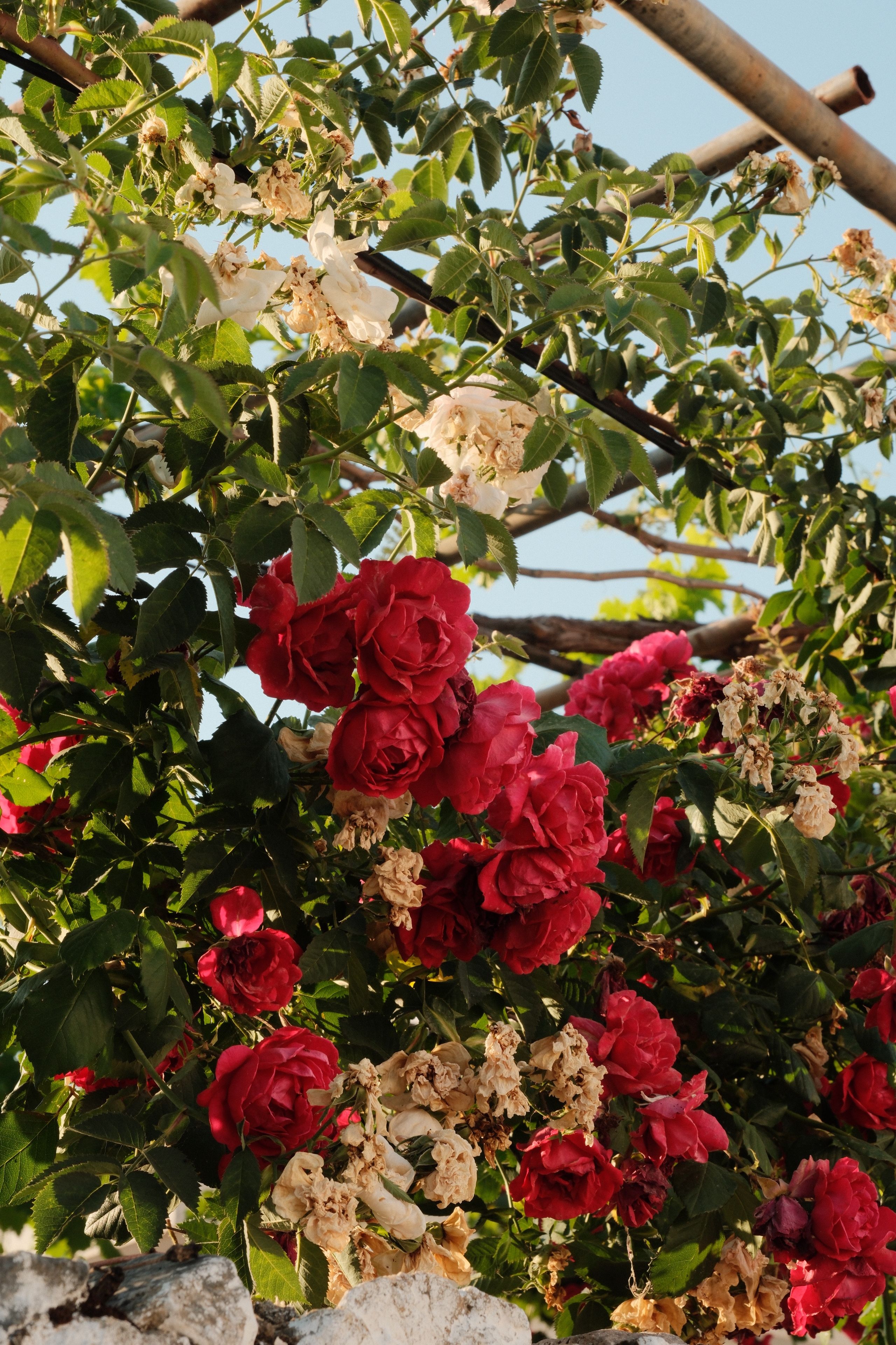 [ColoSach]-beautiful-red-and-white-roses-blooming-on-a-bush,-illuminated-by-sunlight.