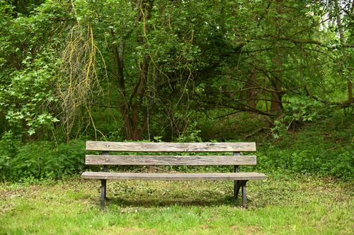 Free An empty wooden bench amidst lush green forest, perfect for solitude and relaxation. Stock Photo