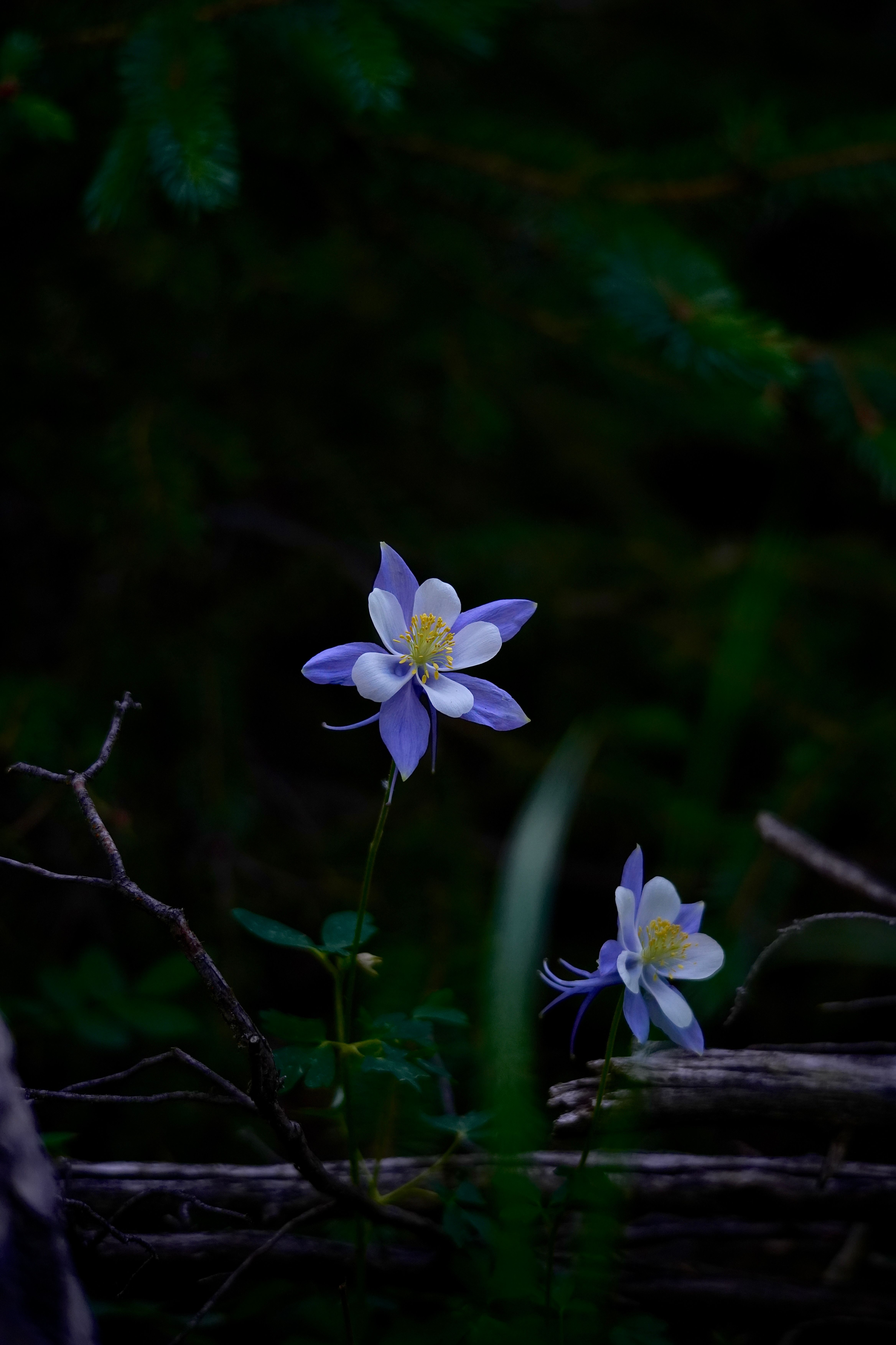 Colorado state flower — flowers