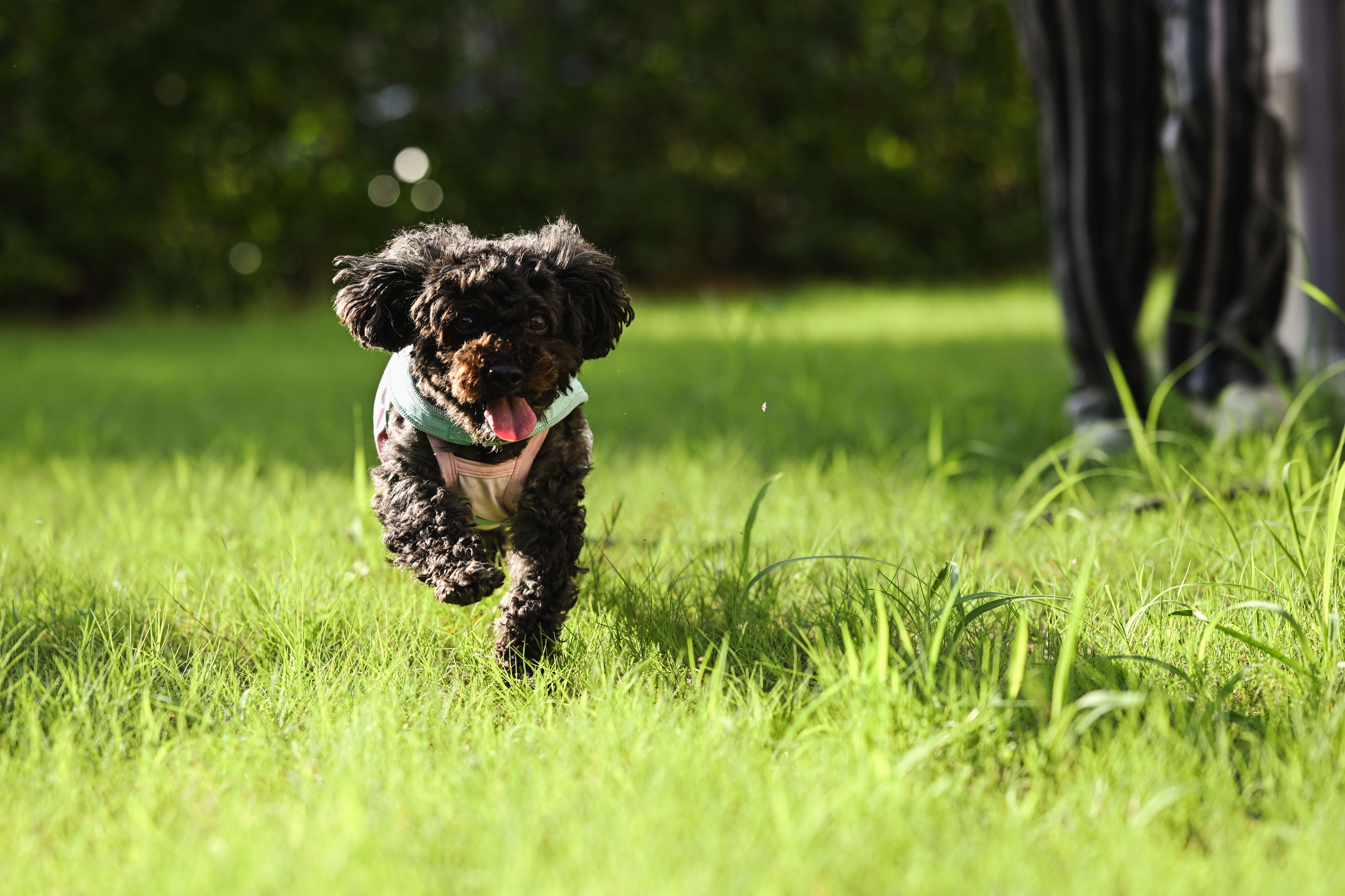 pet insurance pet health coverage — Photo by 逸蜂 吴 on Pexels