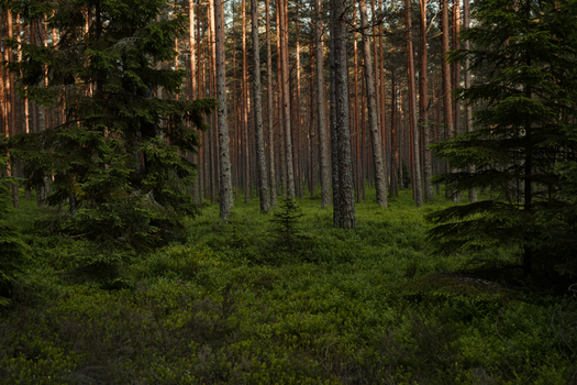 Enchanting boreal forest with evergreen trees and lush foliage at sunrise.