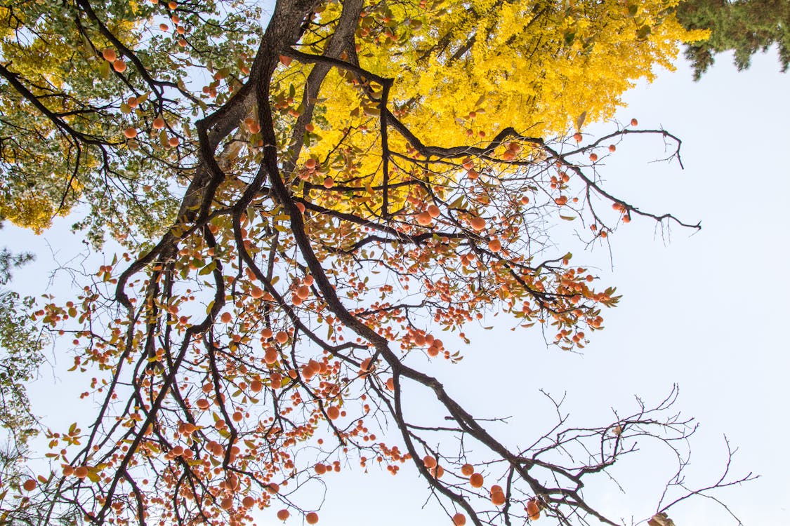 免费 棕色和黄色的叶子的树 素材图片