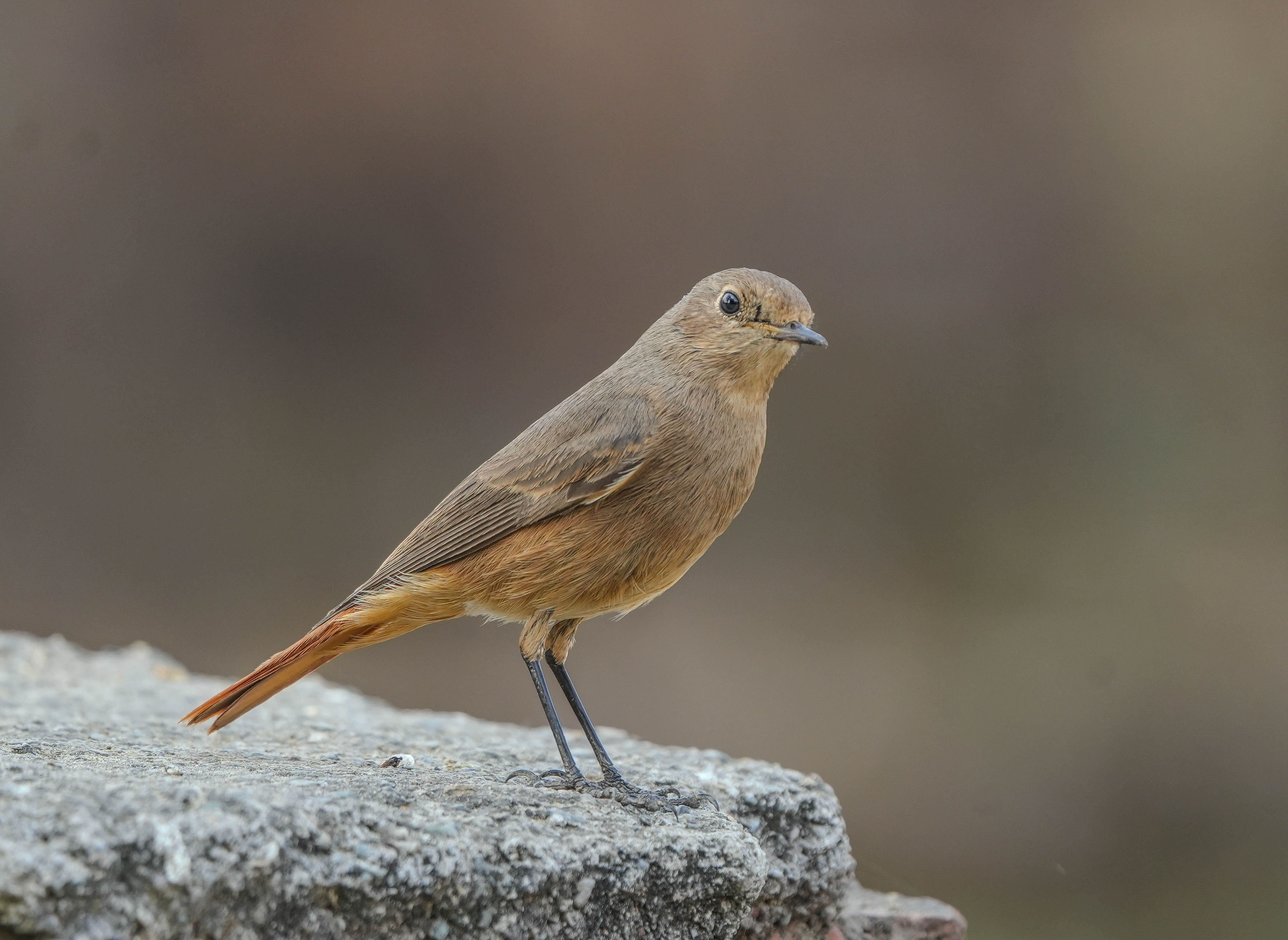 Detailed image of a small brown bird standing on a stone surface, outdoors.