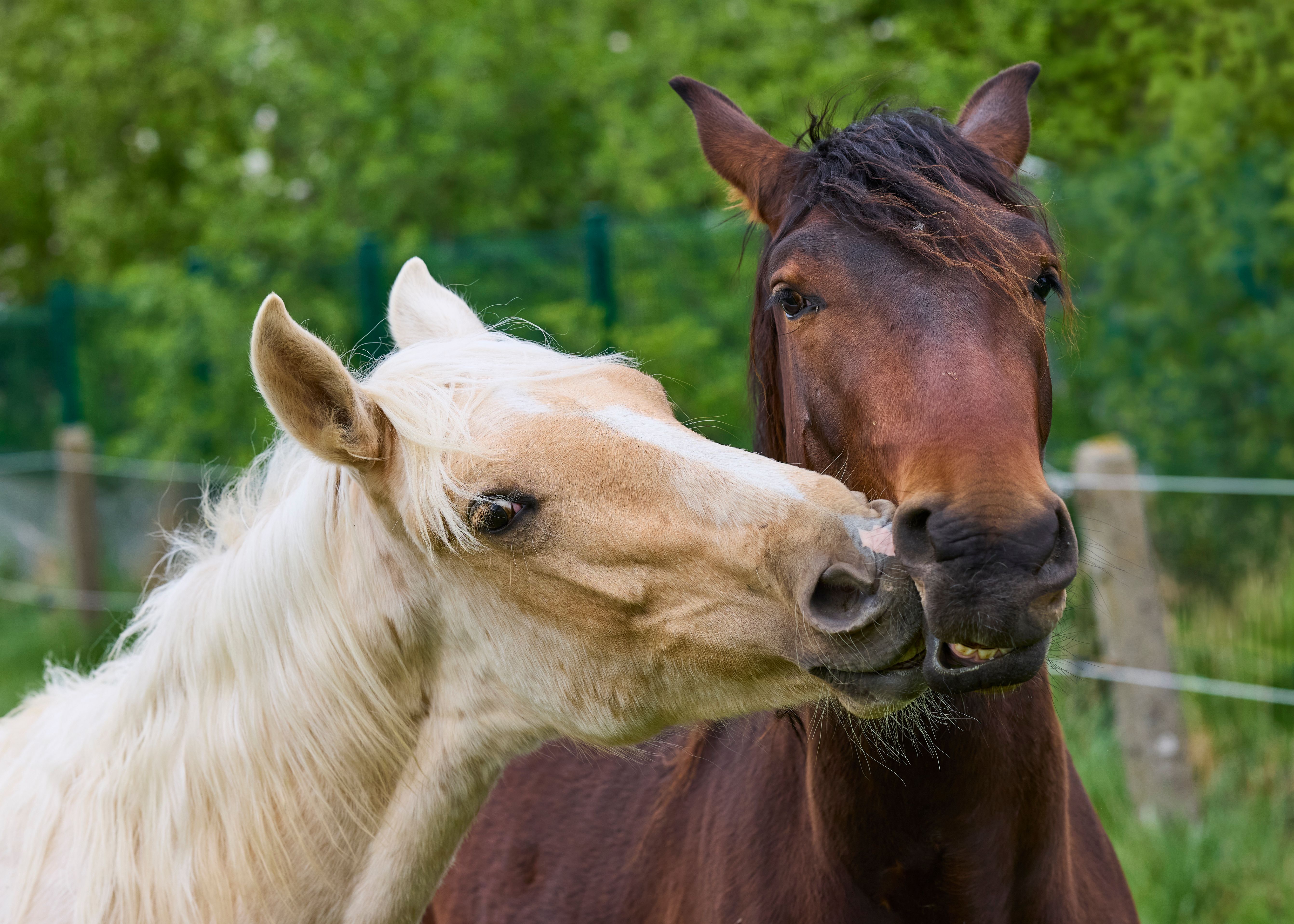 brittle horse