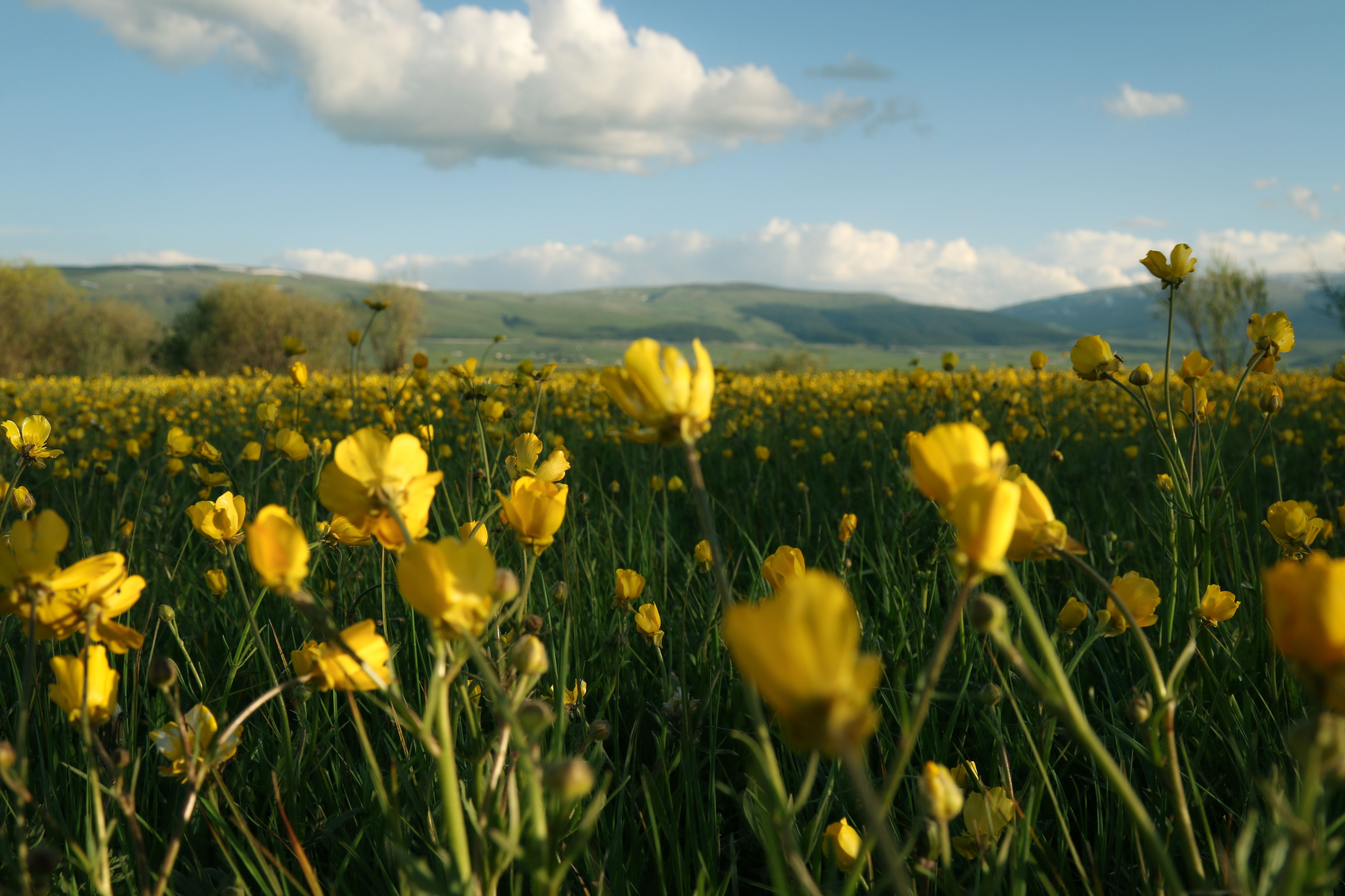 Vibrant Spring Meadow of Yellow Wildflowers · Free Stock Photo