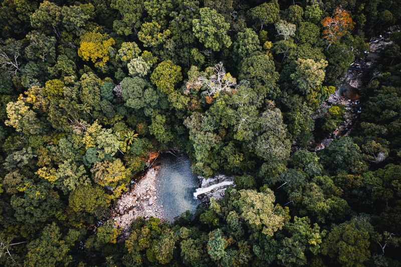 Stunning aerial view of dense forest surrounding a clear, flowing river in a natural setting.