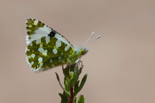 Close-up of a green-and-white butterfly resting on a plant, showcasing intricate wing patterns.