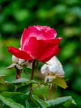 Close-up of a vivid red rose in full bloom against a lush green background, showcasing natural beauty.