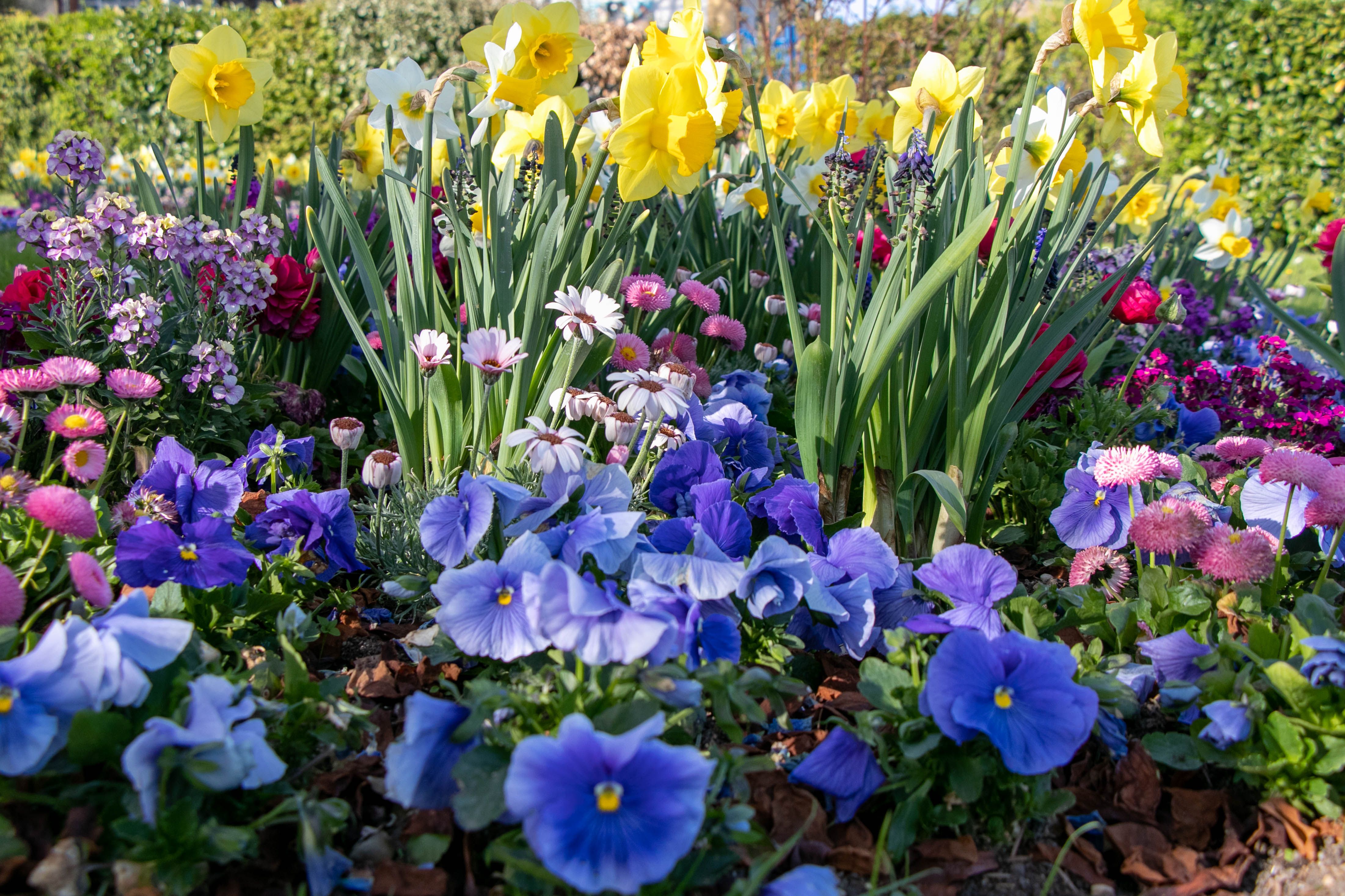 [ColoSach]-colorful-spring-flowers-in-a-garden-showcase-daffodils,-pansies,-and-daisies-in-sunlight.