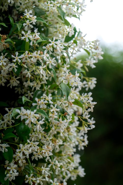 Free Close-up of star jasmine flowers blooming with lush green leaves outdoors. Stock Photo