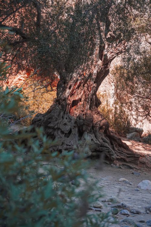 Free A majestic, ancient olive tree surrounded by nature in a serene setting. Stock Photo