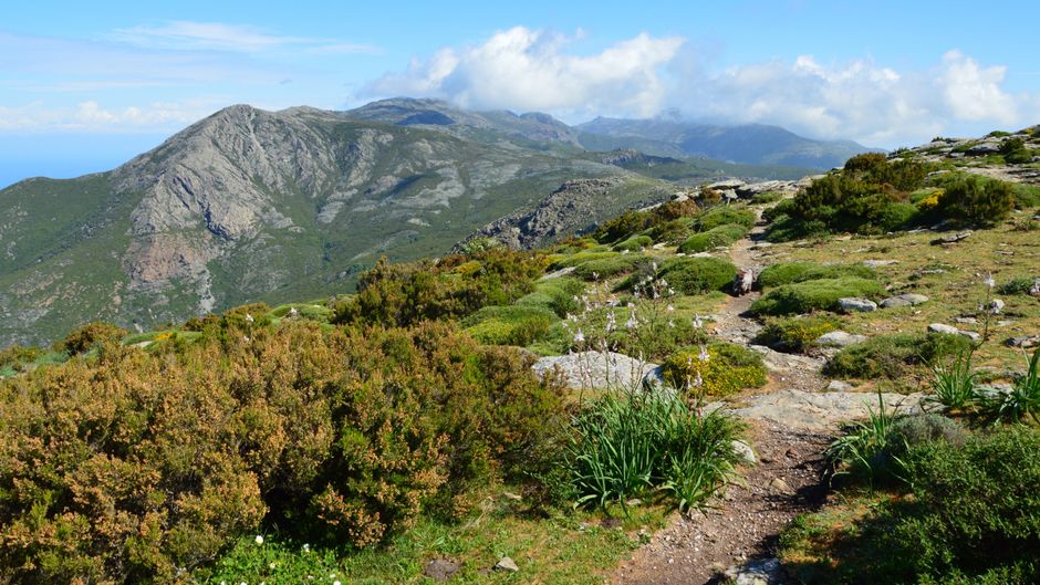 narrow mountain path forest