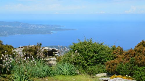 Free Breathtaking coastal view from Bastia, Corsica, showcasing lush vegetation and azure sea. Stock Photo