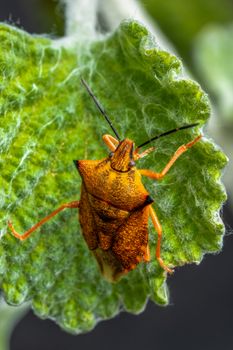 Close-up of an orange stink bug (Pentatomidae) resting on a green leaf, showcasing intricate details.