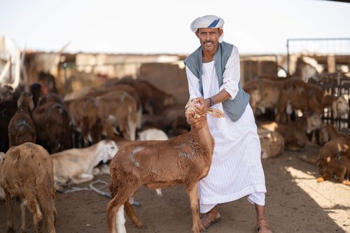 Free Middle Eastern farmer in traditional attire with a herd of goats in an outdoor pen. Stock Photo